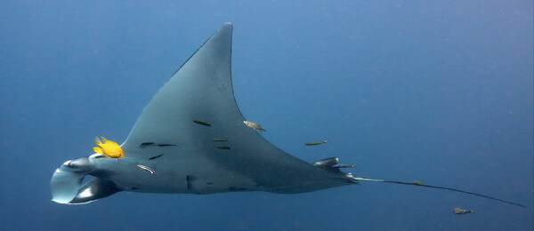 surin islands Surin Islands