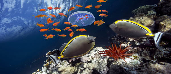 Mu Ko Similan Mu Ko Similan