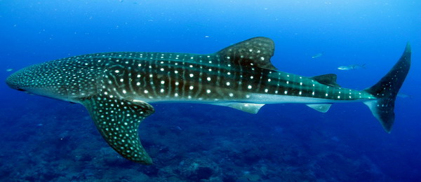 Mu Ko Surin Mu Ko Surin